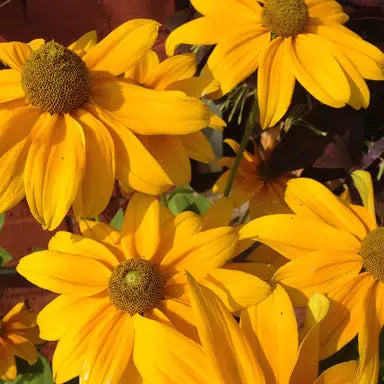 OOP007DA - Roland Carter - Lemon Haze - OutofPrint Records OOP STORE